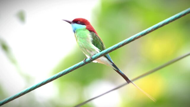 Close up of a wild colorful bee-eater bird with bright green and blue feathers perched on a utility wire against a blurred background