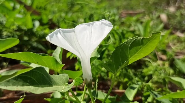 Beautiful white flowers of Ipomoea aquatica blooming naturally among green foliage in a tropical agricultural environment.