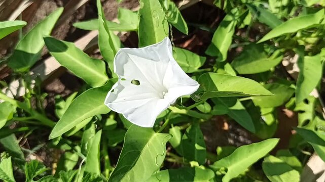 Beautiful white flowers of Ipomoea aquatica blooming naturally among green foliage in a tropical agricultural environment.