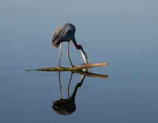 Obraz premium Crane by a lake