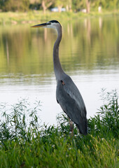 Obraz premium Crane by a lake
