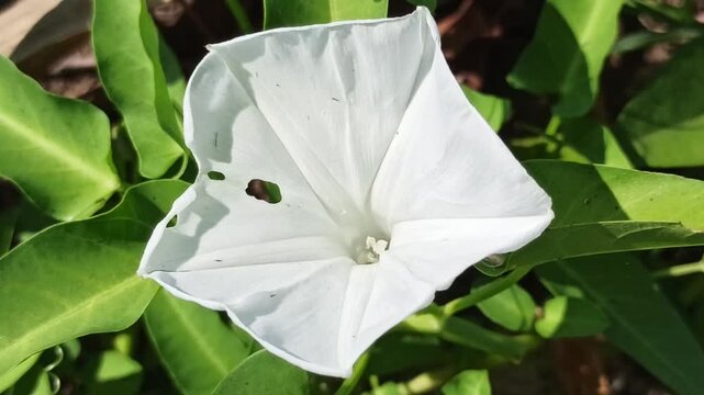 Beautiful white flowers of Ipomoea aquatica blooming naturally among green foliage in a tropical agricultural environment.