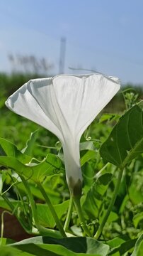 Beautiful white flowers of Ipomoea aquatica blooming naturally among green foliage in a tropical agricultural environment.