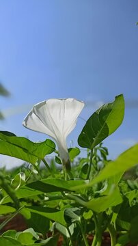 Beautiful white flowers of Ipomoea aquatica blooming naturally among green foliage in a tropical agricultural environment.