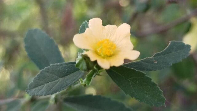 Small yellow flowers of Sida rhombifolia blooming naturally among green foliage in a tropical outdoor environment.