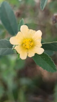 Small yellow flowers of Sida rhombifolia blooming naturally among green foliage in a tropical outdoor environment.