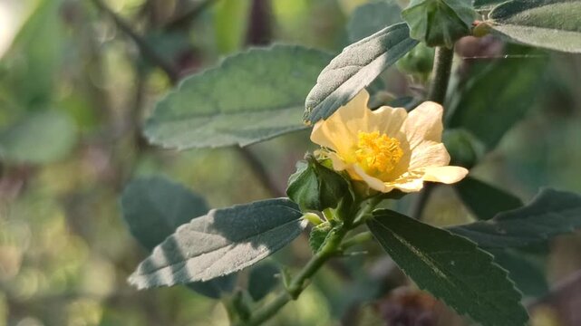 Small yellow flowers of Sida rhombifolia blooming naturally among green foliage in a tropical outdoor environment.