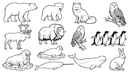 Arctic animals line art collection, 13 polar wildlife vector icons, black and white coloring book illustrations of northern fauna © usman