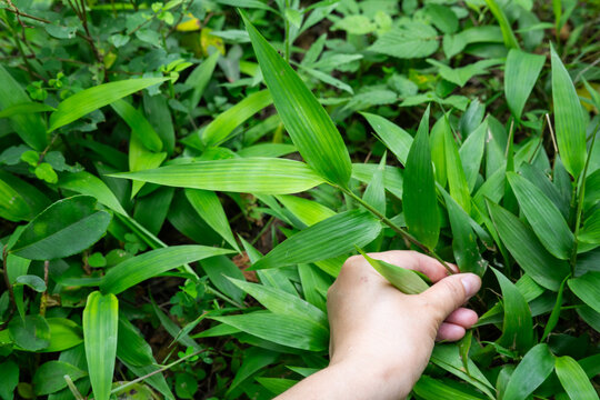 Hand-picked wild Chinese medicinal herb, light bamboo leaves