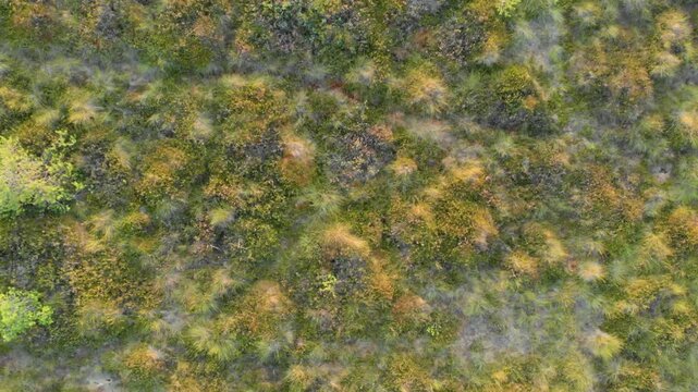 An aerial, top down view of a vibrant, natural marshland or bog ecosystem, possibly in Lithuania, during the autumn season. The landscape is a rich tapestry of green, yellow, orange, and brown vegetat