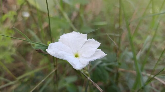 Delicate white flowers of Coccinia grandis blooming naturally among green climbing vines in a tropical environment