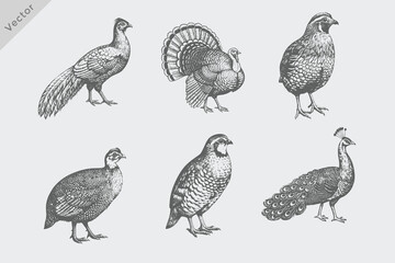 Hand-drawn sketch of Hen Bird illustration set including Turkey, Guinea Fowl, Pheasant, Quail, Partridge, Peafowl. Vintage engraving style chicken vector © SAGOR