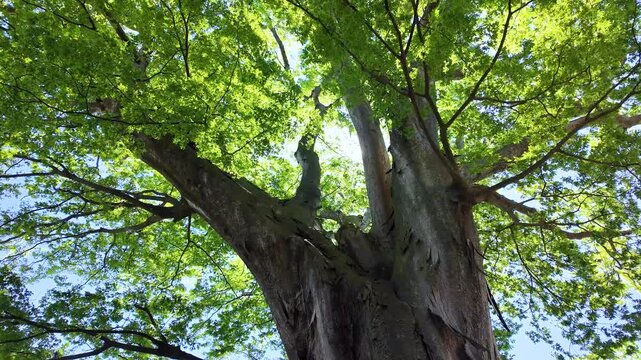 新緑のケヤキの大木と木漏れ日　ティルト