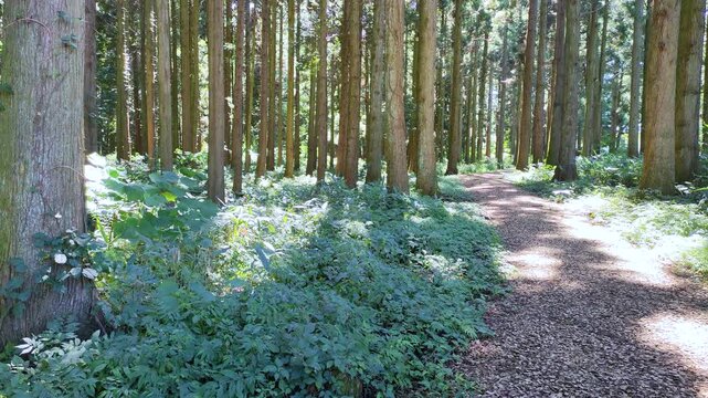 東北のスギ林と散策路