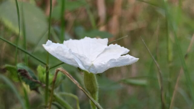 Delicate white flowers of Coccinia grandis blooming naturally among green climbing vines in a tropical environment
