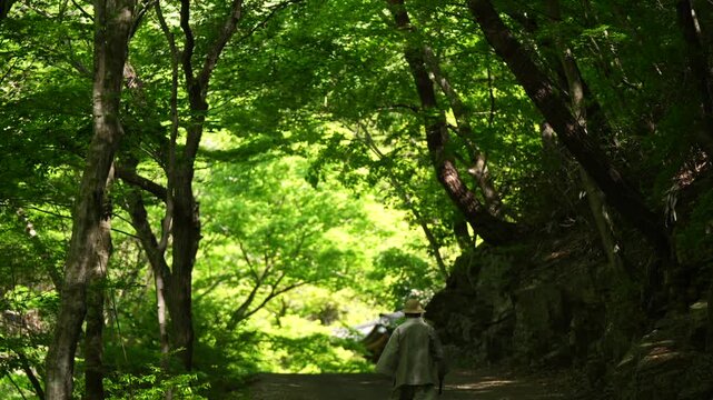 A Buddhist monk walking down a lush green forest path toward a temple