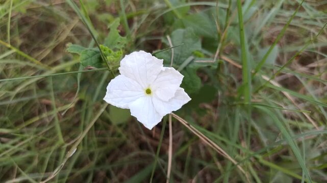Delicate white flowers of Coccinia grandis blooming naturally among green climbing vines in a tropical environment