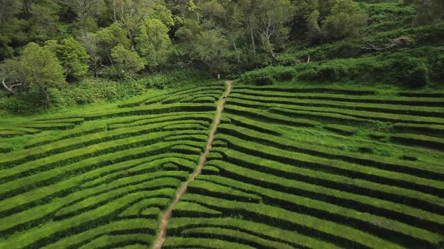 Aerial view of the verdant, rolling hills of the gorreana tea plantation in sao miguel, azores
