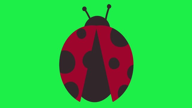 animated red ladybug icon crawling on green screen background nature insect visual graphic object clip