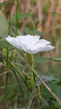 Delicate white flowers of Coccinia grandis blooming naturally among green climbing vines in a tropical environment