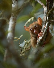 Fototapeta premium Philippine Tarsier Clinging to a Tree Branch in a Lush Forest Habitat