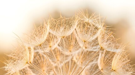 Obraz premium Delicate dandelion seeds dispersing in the wind a symbol of new beginnings and wishes carried on a gentle breeze showcasing natural beauty and the ephemeral cycle of life unfolding in a