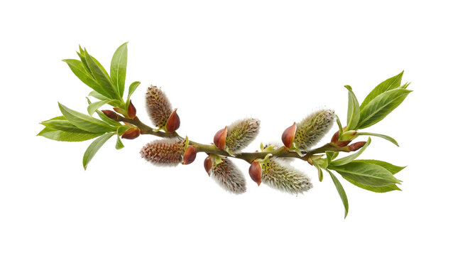 Branch of willow tree with blooming catkins and unfurling green leaves, isolated on transparent.