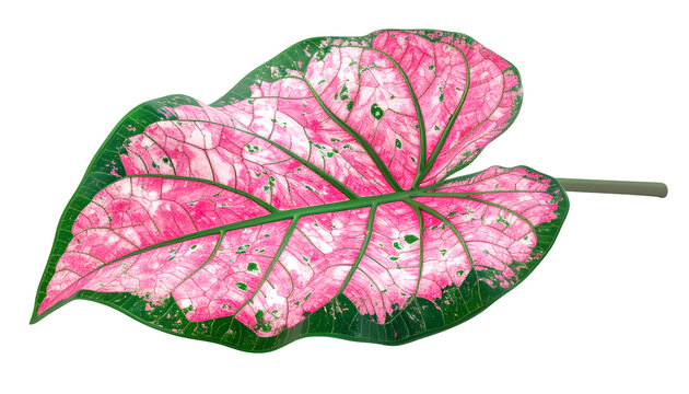 Pink Caladium Leaf on Black Background