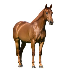 Naklejka premium Brown horse standing in profile against a black background