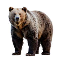Fototapeta premium grizzly bear standing on all fours detailed fur texture dark background