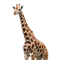 giraffe standing on black background detailed animal portrait in natural pose © Fahim