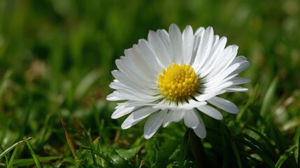 Fototapeta premium A delicate white daisy with its iconic yellow center in a lush green garden