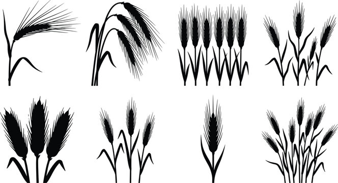 Wheat and Barley Silhouette Collection with Agricultural Grain Ears Vector Set