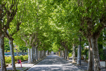 Sunny tree-lined avenue in Italian town © Evgenii Peshkov