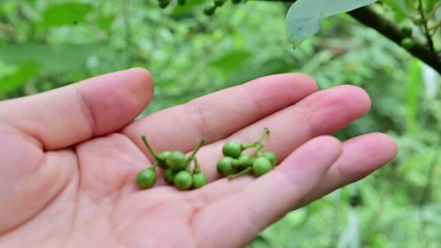 Picking wild Litsea cubeba spice fruit
