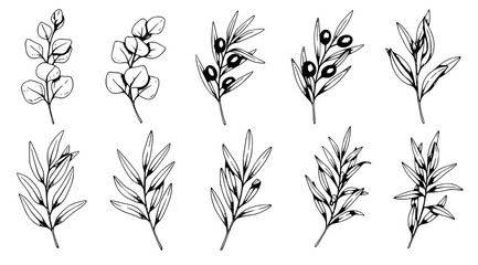 Collection of hand-drawn olive branches and eucalyptus foliage sketches with line art, black and white © Kapilbiswas