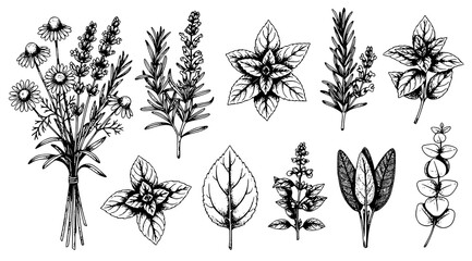 Collection of hand-drawn culinary herbs and medicinal plants including chamomile and lavender with line art © Kapilbiswas