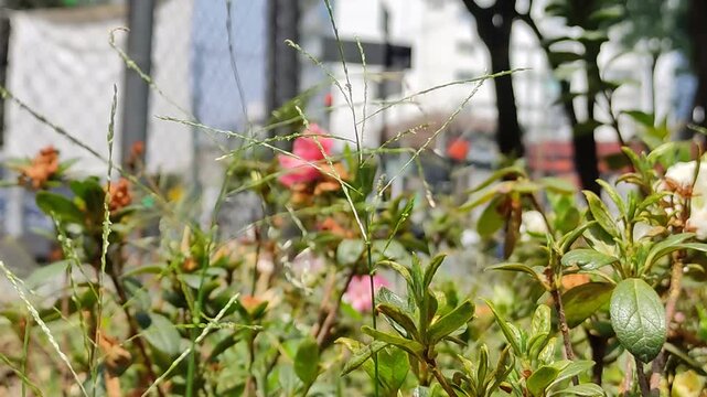 First glimpse of some beautiful flowers, blooming in a small city garden.Primer vistazo de unas bellas flores, y floreciendo en un peque&ntilde;o jard&iacute;n de la ciudad.(19)