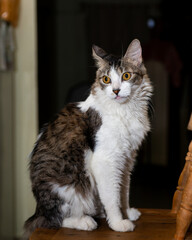 Fototapeta premium Long Haired Domestic Cat with Golden Eyes Indoors