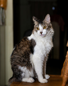 Long Haired Domestic Cat with Golden Eyes Indoors