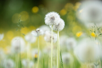 Summer grass meadow with blooming white fluffy Dandelions known as Blowball seed heads flowers, Taraxacum officinale flowering plant growing on green outdoor field, wildflowers grow in parkland lawn. © DimaBerlin