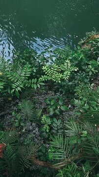 Vertical High Angle Shot of Lush Green Ferns and Foliage by a Calm Riverbank