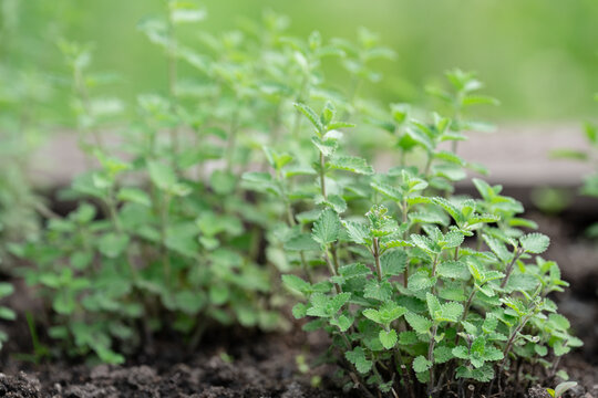 Garden bed with growing aromatic Catnip herbal plant (Nepeta cataria) perennial herb from mint family, commonly used for feline entertainment and herbal medicine for humans, natural insect repellent.