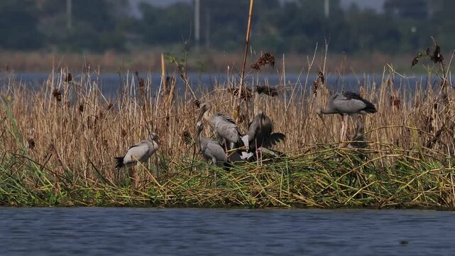 The video shows a group of black and white long-billed birds in a natural wetland.