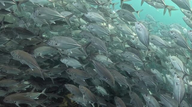 School of Bigeye Trevally (Caranx sexfasciatus), 4K UHD footage, Tulamben Bali Indonesia. Natural synchronized behavior in reef ecosystem, marine biodiversity, open water copy space