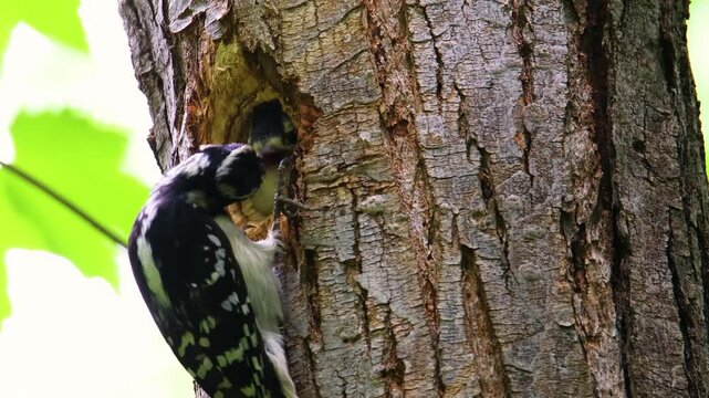 Female hairy woodpecker feeding white grub to chick