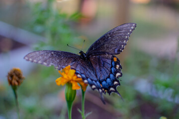 Lovely Swallowtail Butterfly with Worn Wings on Marigold Flower, Evening Light © LeySheffield