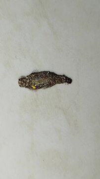 A small, blackish-brown caterpillar pupa with a rough texture is the metamorphosis stage before it transforms into a butterfly or moth.
