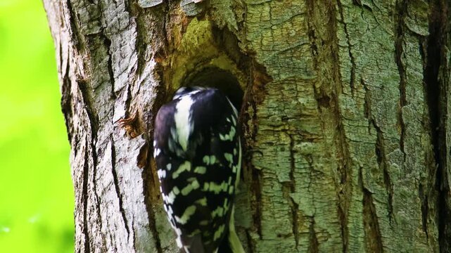 Female hairy woodpecker feeding grub to chicks in cavity nest