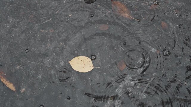 Close up vertical view of a single yellow fallen leaf floating in a rainy puddle with gentle water ripples - 비 내리는 날 촉촉하게 젖은 바닥 물웅덩이 위로 노란 낙엽 한 장이 떠 있고 빗방울이 만들어낸 잔잔한 물결이 이는 고즈넉한 풍경